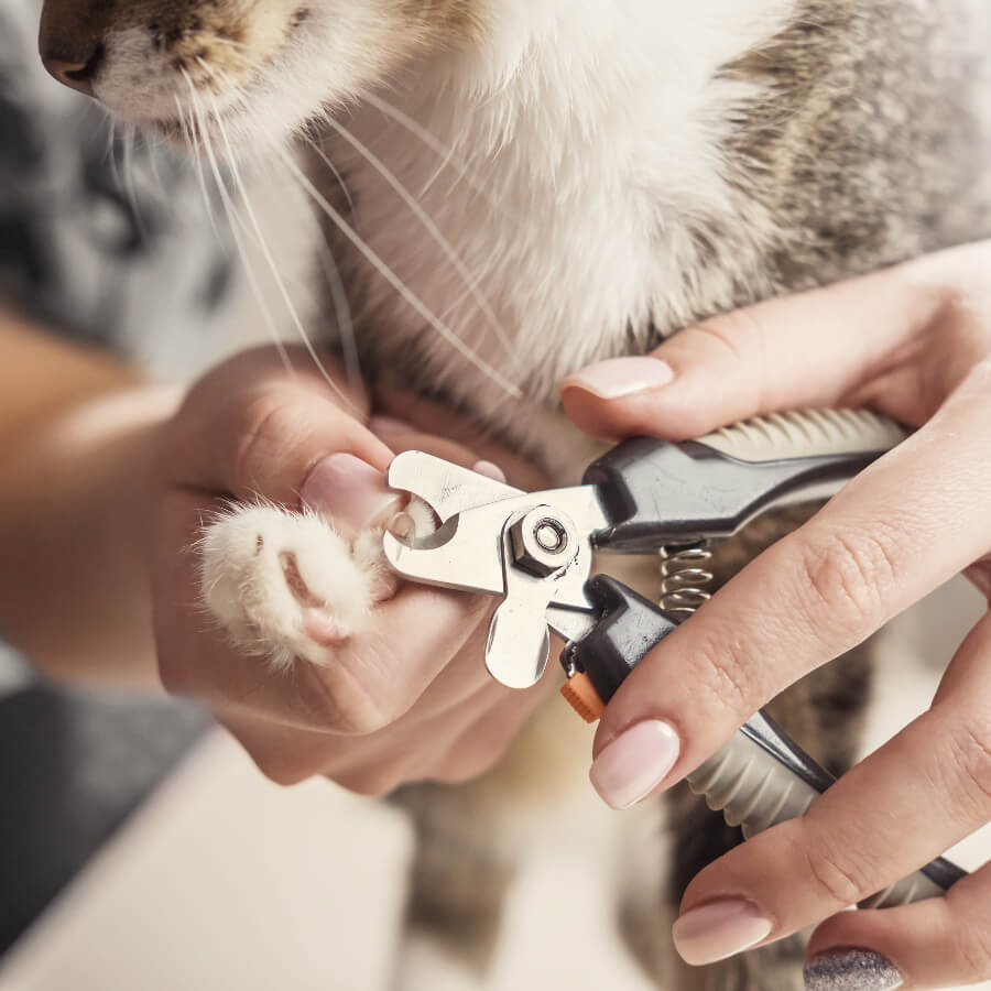 Aprender acerca 106+ imagen como cortar las uñas a un gato bebe